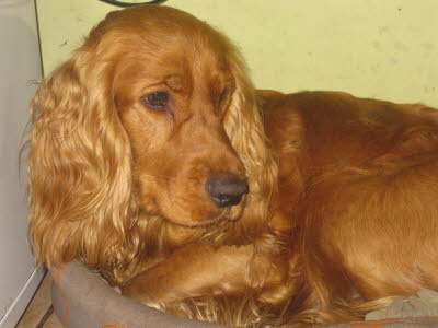 11664070_1615216592071825_1026087575_o