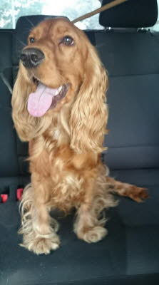 1977025_973223929383792_1665115078289717915_n