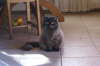 Itschi
