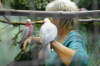 Meine Rosakakadus, AVES 2008